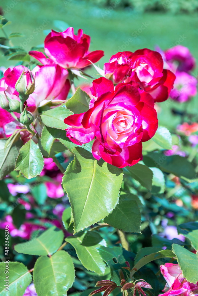 Delicate bright pink roses in the garden