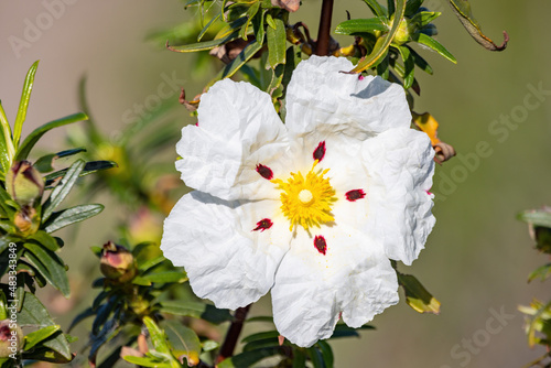 White rock-rose flowers with crimson markings. Cistus ladanifer is a  flowering plant in the family Cistaceae. Common names include gum rockrose, labdanum, common gum cistus, and brown-eyed rockrose photo