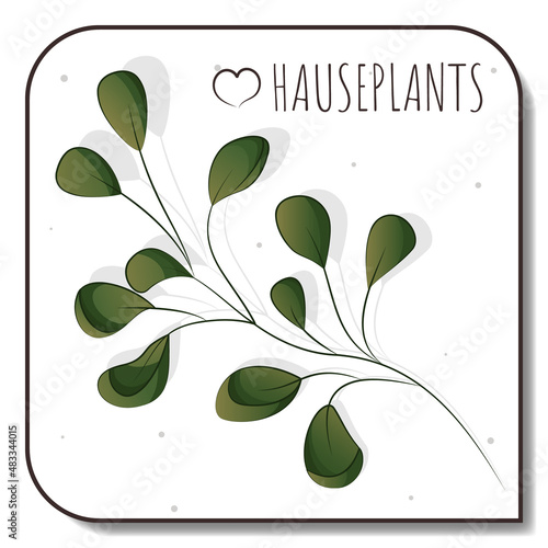Green twig, vector tree branch, houseplant, home garden, gardening, plant lover, houseplant store concept, greenhouse.