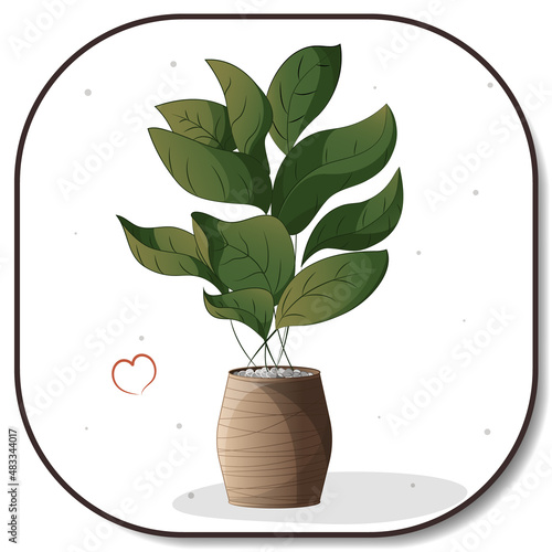 Houseplant in a pot. Houseplant, home garden, gardening, plant lover, houseplant store concept, greenhouse.