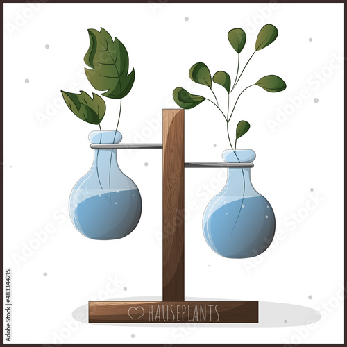 Houseplant in a pot. Houseplant, home garden, gardening, plant lover, houseplant store concept, greenhouse.