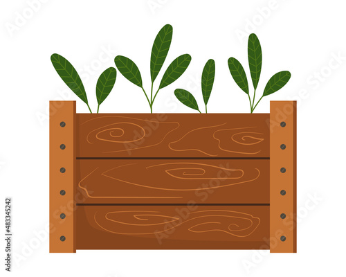 Vector drawing of a wooden box with seedlings. Healthy herb in a wooden box. Vector illustration in flat style isolated on white background. Gardening, plants.