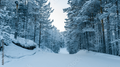 A beautiful view of the ski slope surrounded by a snowy pine forest. Winter wonderland.
