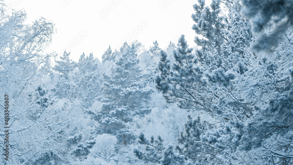 View of the sky through the snowy winter forest. Winter fairy tale.