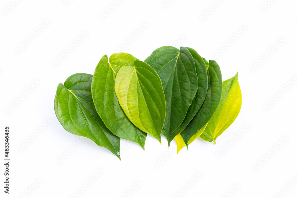 Green betel leaves, Fresh piper betle on white background Green betel leaves, Fresh piper betle on white background
