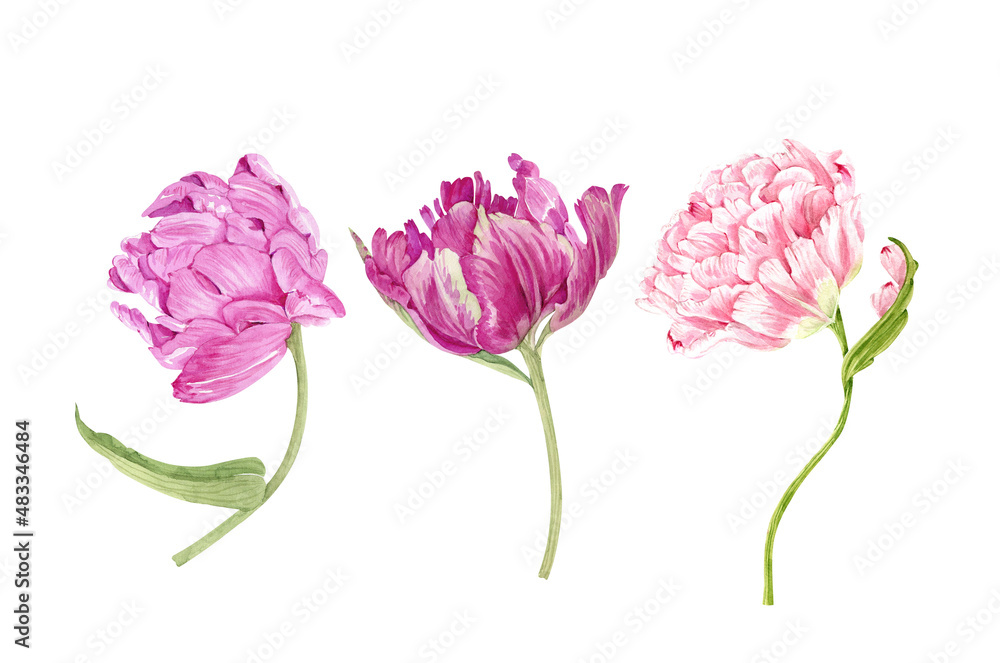 Set of flowers tulips close-up ,illustration watercolor hand painted.