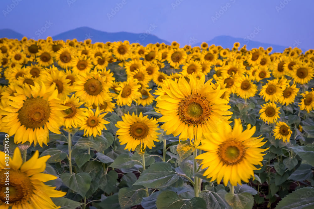 Fototapeta premium Sunflower field with clear sky in the morning