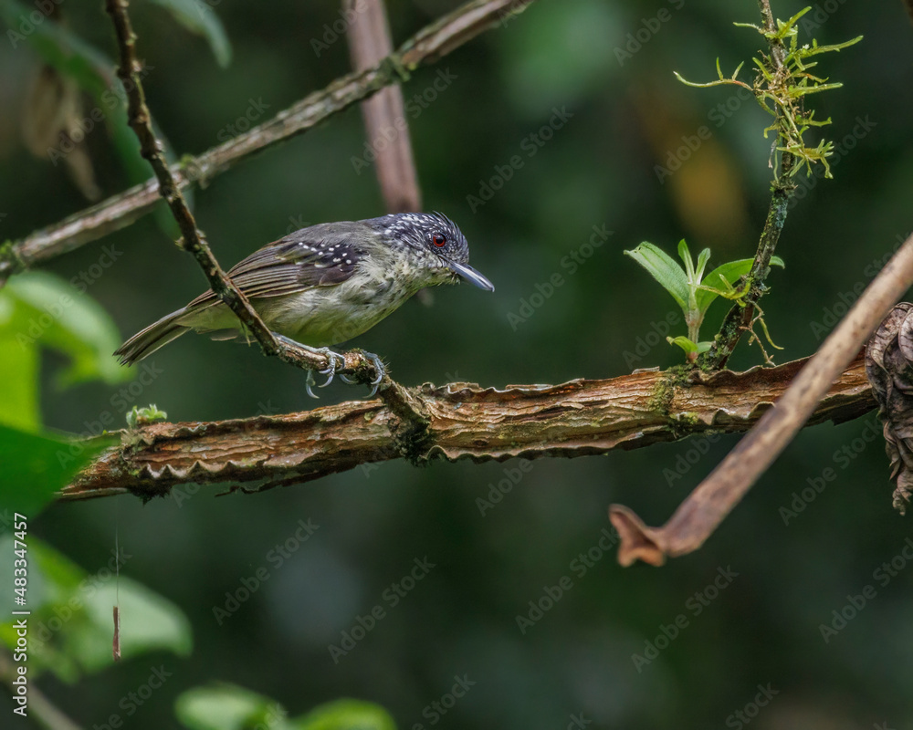 A small bird watching over the surroundings A small bird watching over the surroundings