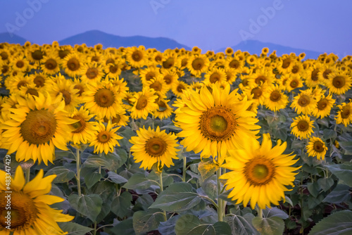 Sunflower field with clear sky in the morning
