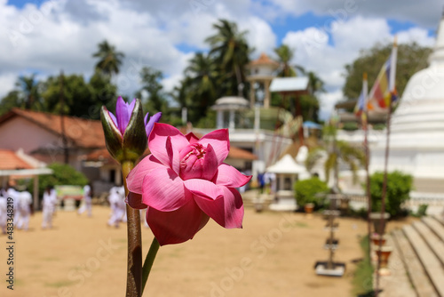 fleurs rose