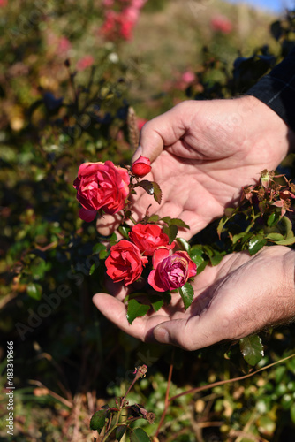 Several red wild rose blossoms on men's palms against a natural green background. Cultivation and care of plants.