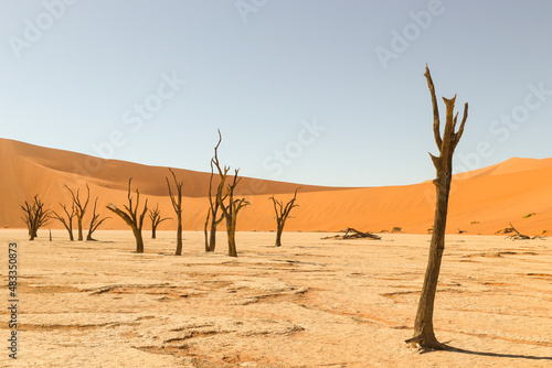 Deadvlei  Sossusvlei  Namibia