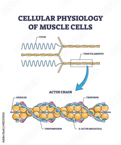 Cellular physiology of muscle cells with closeup structure outline diagram. Labeled educational actin chain description with titin filaments, nebulin, tropomyosin and troponin vector illustration. photo