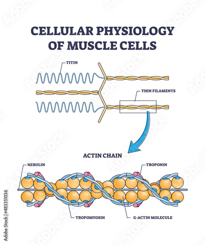 Cellular physiology of muscle cells with closeup structure outline diagram. Labeled educational actin chain description with titin filaments, nebulin, tropomyosin and troponin vector illustration.
