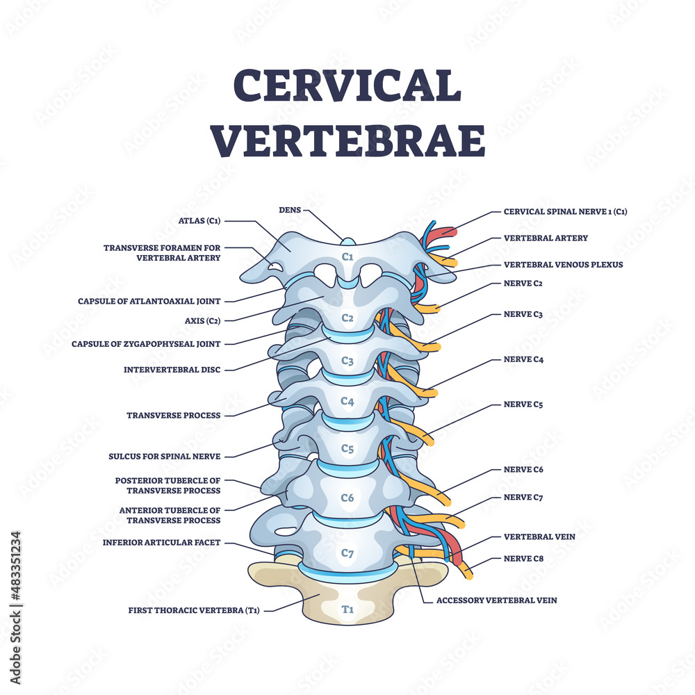 Cervical vertebrae with bones detailed and labeled structure outline ...