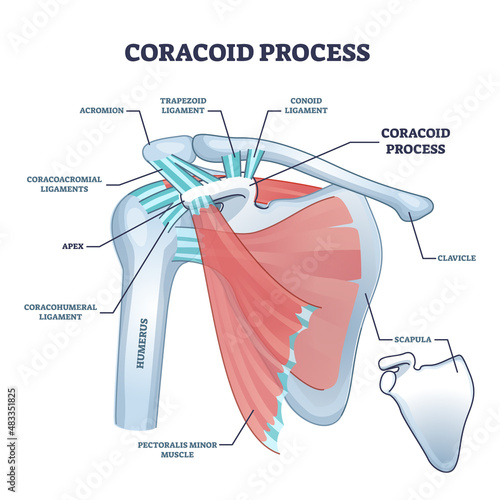 Coracoid process with anatomical osseous skeletal structure outline diagram. Labeled educational physiology scheme with shoulder bones, ligaments and muscle titles description vector illustration.