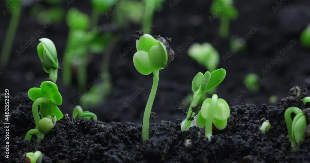 Timelapse sprouting of sprouts from the ground in a dynamic shot. High quality 4k footage