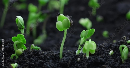 Timelapse sprouting of sprouts from the ground in a dynamic shot. High quality 4k footage photo