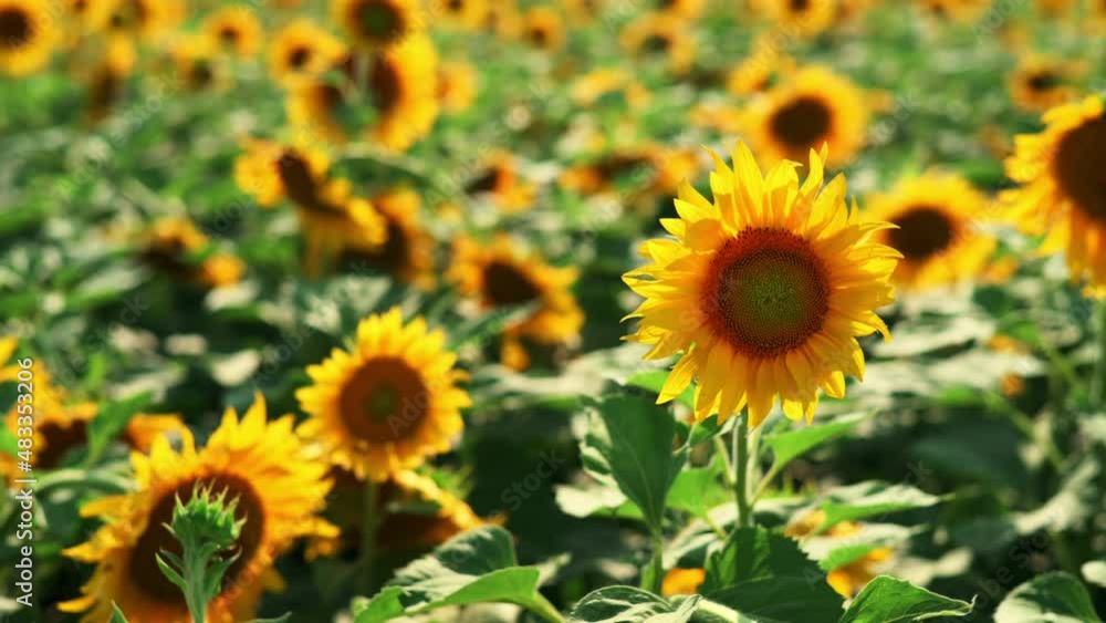 Field of beautiful yellow sunflowers against the blue sky. Landscape with flowers. Natural blooming sunflowers background, harvest time, agriculture, farming. Sunflower seeds and petals Field of beautiful yellow sunflowers against the blue sky. Landscape with flowers. Natural blooming sunflowers background, harvest time, agriculture, farming. Sunflower seeds and petals