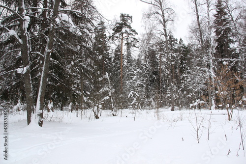 Landscape with snow covered trees in russian forest in cloudy winter day