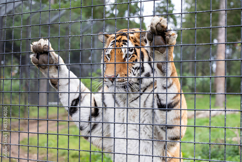 Fototapeta A Tiger Standing Paws Up Captive Behind A Fence In A Zoo