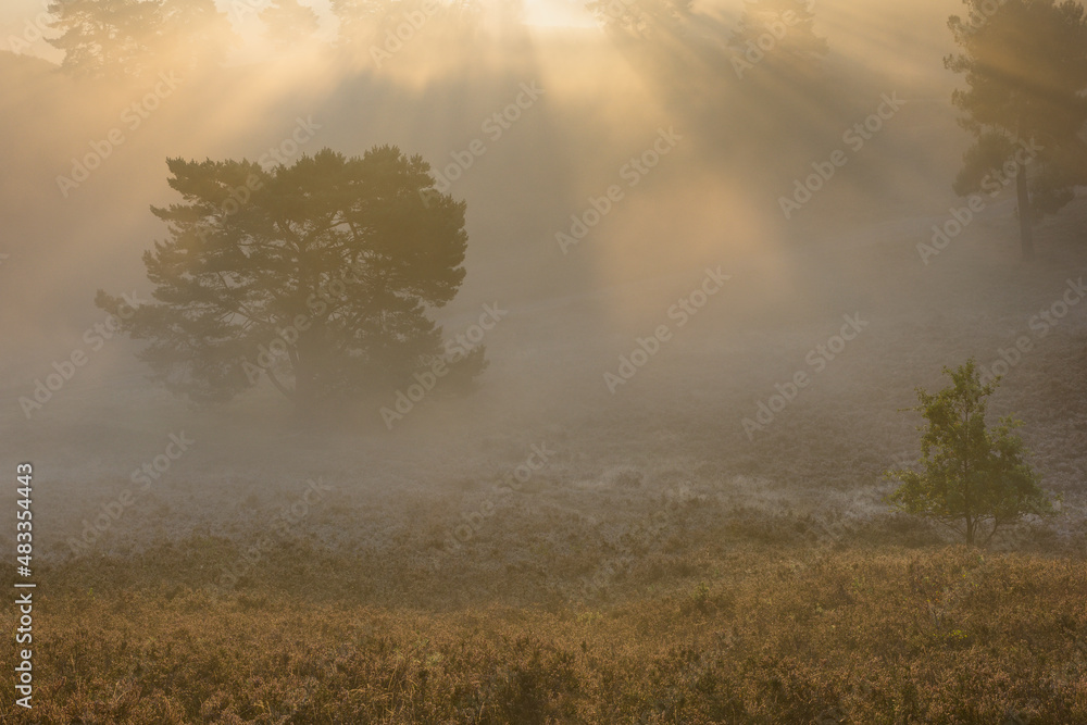 fog on the heather