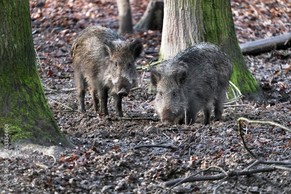 Open wild boar enclosure in the wild animal enclosure Krefeld Huelser Berg..etc. Wild boar in the wild animal enclosure and on a pillar. Open wild boar enclosure in the wild animal enclosure Krefeld Huelser Berg..etc. Wild boar in the wild animal enclosure and on a pillar.