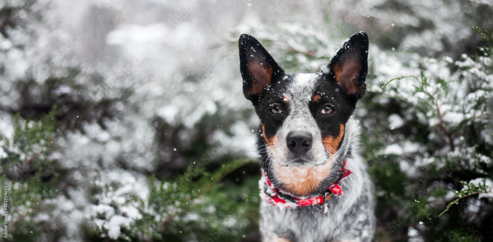 Dog Australian Cattle dog breed in winter. Close up portrait of Blue heeler dog with fir tree in background