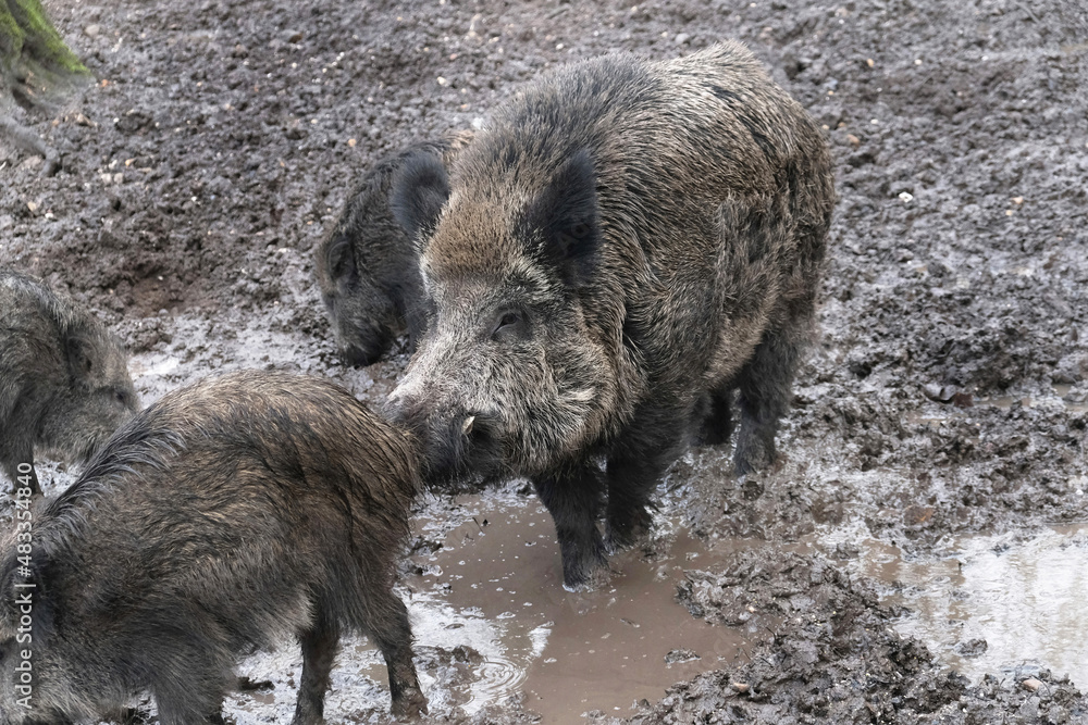 Open wild boar enclosure in the wild animal enclosure Krefeld Huelser Berg..etc. Wild boar in the wild animal enclosure and on a pillar. Open wild boar enclosure in the wild animal enclosure Krefeld Huelser Berg..etc. Wild boar in the wild animal enclosure and on a pillar.