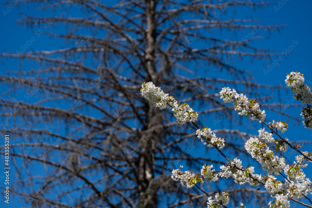 Białe kwiaty na gałęzi na tle suchego drzewa iglastego. - obrazy, fototapety, plakaty 