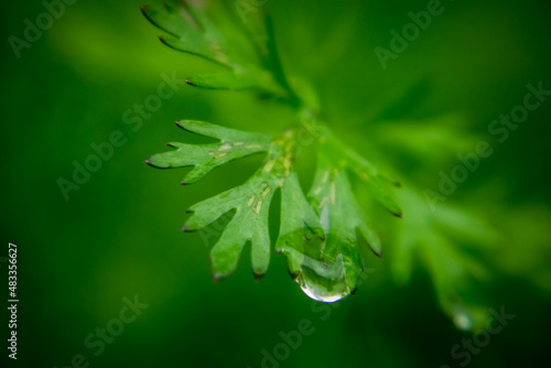 Dew drop in a coriander leaf in the morning