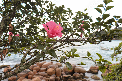 pink rose bush