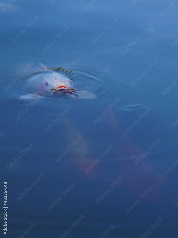 Fototapeta premium A koi on the surface of the pond.
