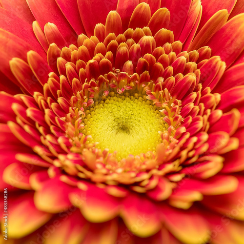 Gerbera flower close up. Macro photography. Card Gerbera Flower. Natural romantic conceptual floral Macro background.