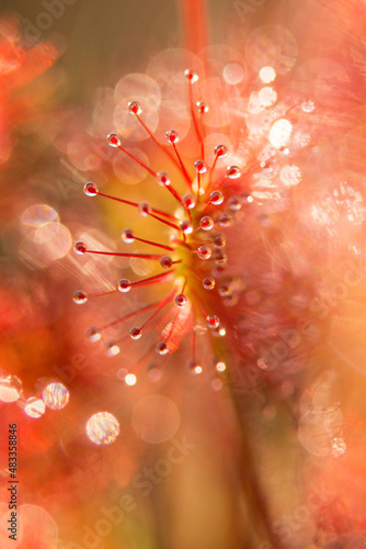 sundew madness