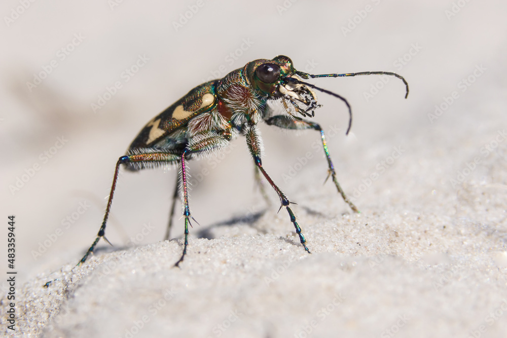 Naklejka premium beetle close up 2