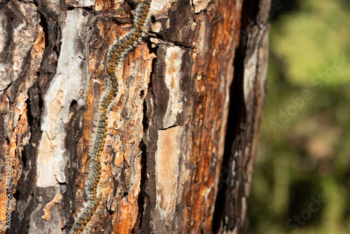 The pine processionary (Thaumetopoea pityocampa) is a species of lepidoptera defoliator. A row of caterpillars on a pine tree. Selective focus. photo