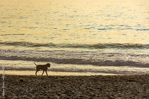 Dog walking on the sands of Ipanema beach in Rio de Janeiro during a summer morning