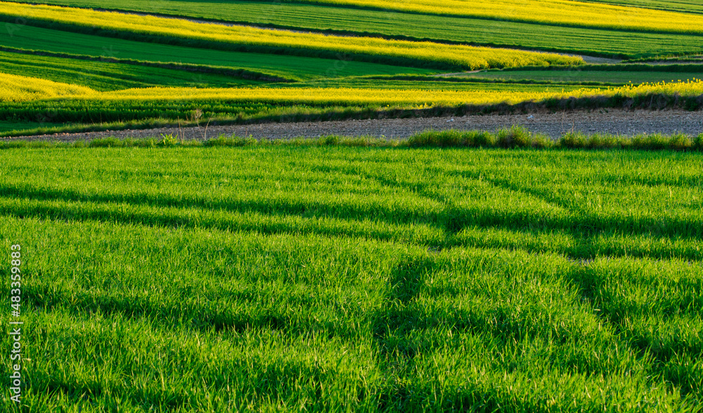 Spring farmland in Roztocze. Lublin province. In the foreground a field of flowering rapeseed. Spring farmland in Roztocze. Lublin province. In the foreground a field of flowering rapeseed.