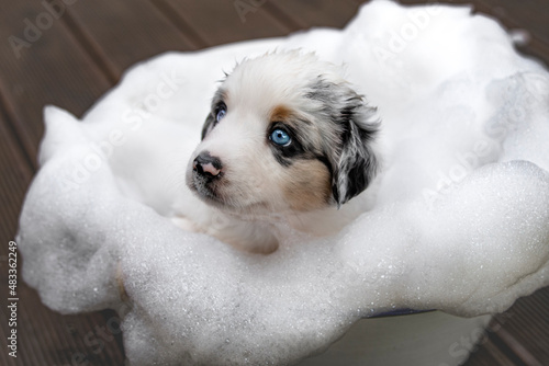 Miniatur American Shepherd Welpe photo