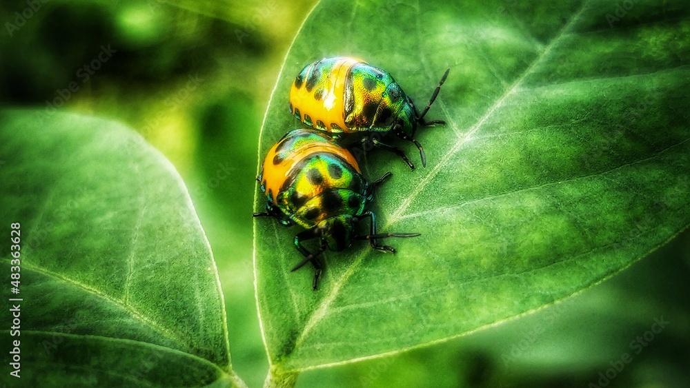 ladybugs on green leaf ladybugs on green leaf