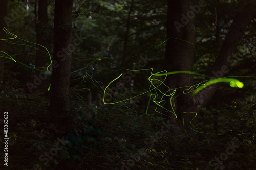 fireflies
