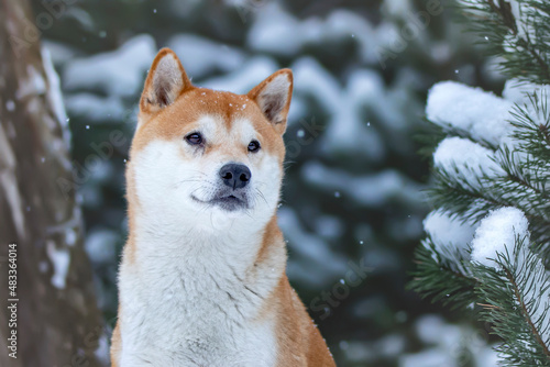 Quadro su tela Shiba Inu