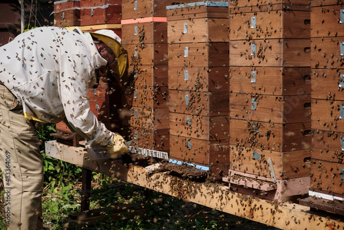 Swarming bee colonies. A cloud of bees crawl out and fly over the hives