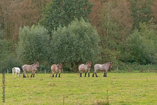 Herd of brown belgian draft horses grazing in a meadow with trees behind iin Bourgoyen nature reserve, Ghent, Flanders, Belgium  photo