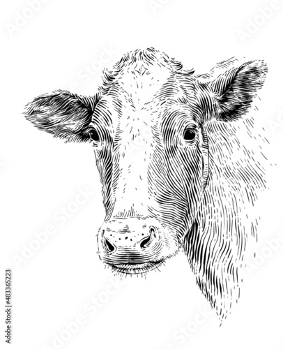 head cow hand drawing sketch engraving illustration style