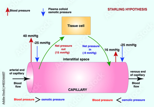 Starling forces describe the movement of fluids between the vasculature and interstitial spaces