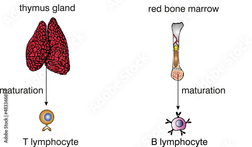 thymus gland. lymphocyte. t cell, bcell, maturation.