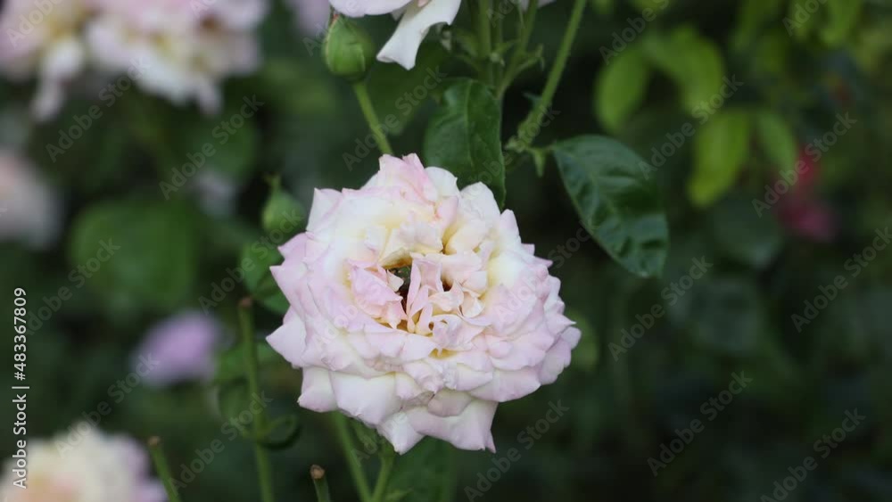 A White Rose Surrounded By Bushes. Close-up Of A White Rose Bush In The City Garden. A White Rose Surrounded By Bushes. Close-up Of A White Rose Bush In The City Garden.
