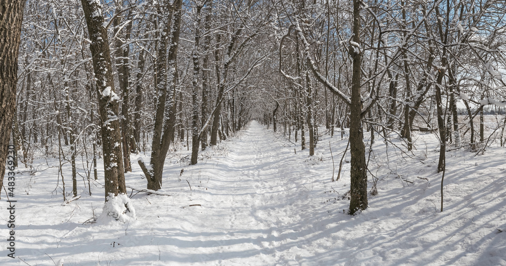 long road in winter forest long road in winter forest
